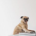 business-pug-working-on-laptop
