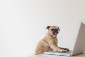 business-pug-working-on-laptop