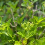 庭の紫陽花のつぼみ