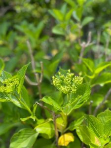 庭の紫陽花のつぼみ