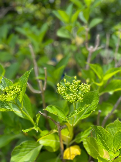 庭の紫陽花のつぼみ