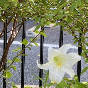 庭の百合