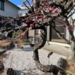 庭の紅梅