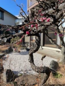 庭の紅梅